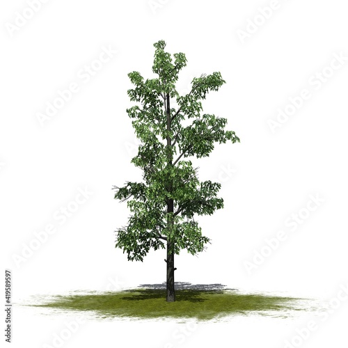 Sourwood tree on a green area - isolated on white background - 3D Illustration