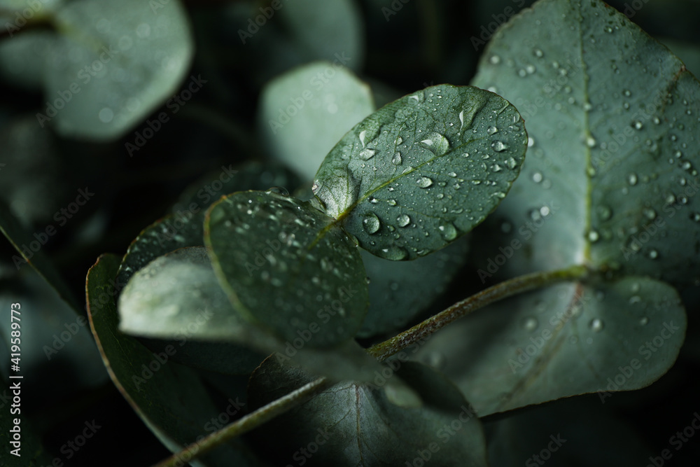 Beautiful eucalyptus leaves with water drops, close up Beautiful eucalyptus leaves with water drops, close up
