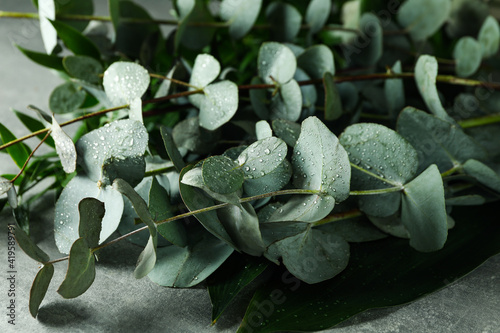 Beautiful eucalyptus branches with water drops on gray textured table photo