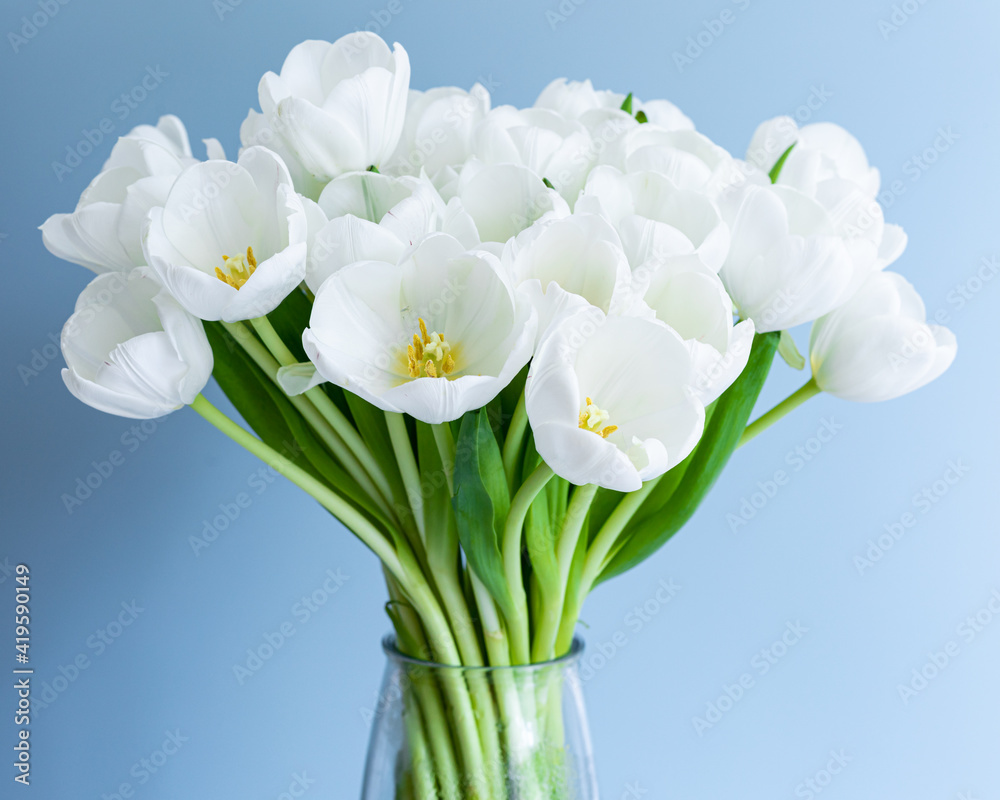 White tulips in transparent vase on color background. Spring concept. White tulips in transparent vase on color background. Spring concept.