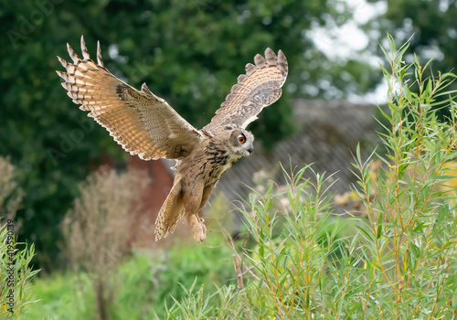 A Eurasian Eagle Owl or Eagle Owl. Flies into the forest with spread wings and open mouth. Sees the prey in the grass just before landing. With orange eyes. Seen from the front