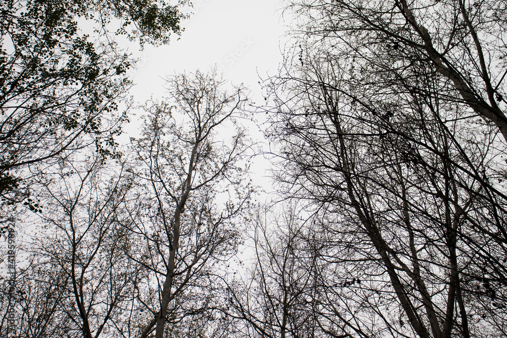 Árboles Árboles