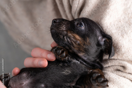 Woman hold a five week old Jack Russell Terrier puppy on her arm. Bottom of the legs visible. Part of body, selective focus