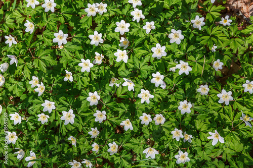 Flowering Wood Anemone on a meadow in spring