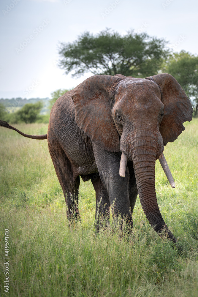 Fototapeta premium Elephants in safari