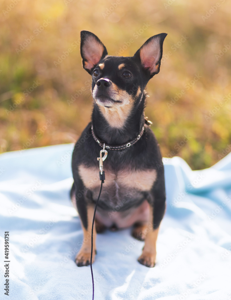 Toy terrier for a walk in the field