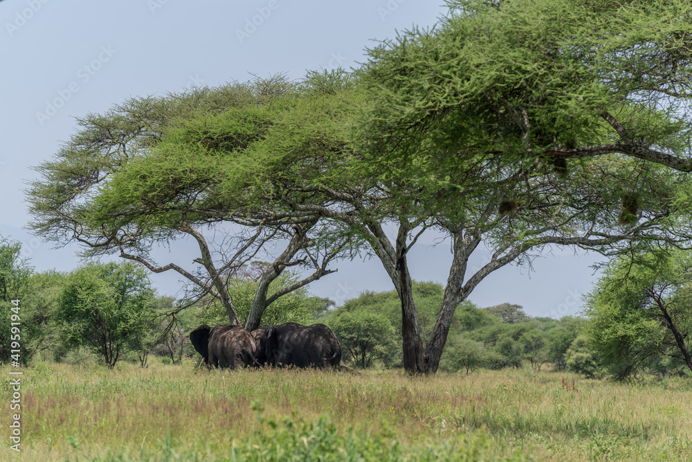 Elephants near the tree