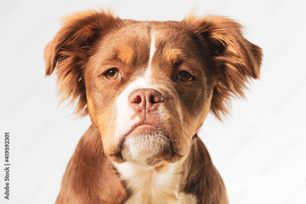 Close up of a Mammut Old English Bulldog dog pup face looking straight at  the camera Stock Photo | Adobe Stock