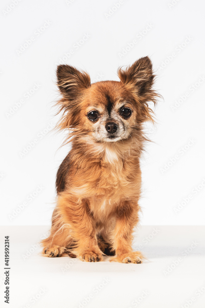 Small brown fluffy hairy Chihuahua sitting isolated in a white background Small brown fluffy hairy Chihuahua sitting isolated in a white background