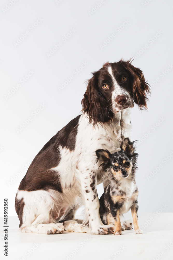 Two dogs, canine friends sitting together isolated in a white background