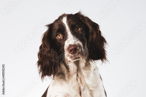 Close up of an English Springer Spaniel face with a tilted head on a white background