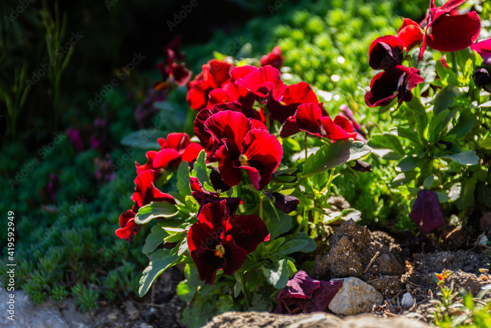 Red viola close-up grows in the spring in a flower bed. A fiery velvet garden flower in the bright rays of the sun. Growing decorative pansies of flowers on the ground. Gardening, landscape decoration