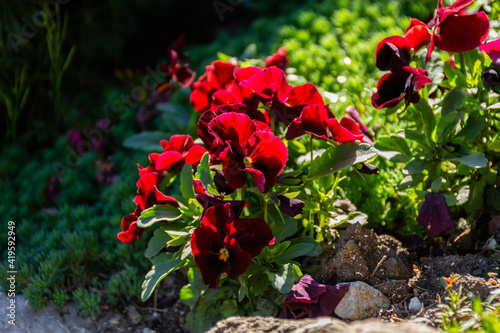 Red viola close-up grows in the spring in a flower bed. A fiery velvet garden flower in the bright rays of the sun. Growing decorative pansies of flowers on the ground. Gardening  landscape decoration