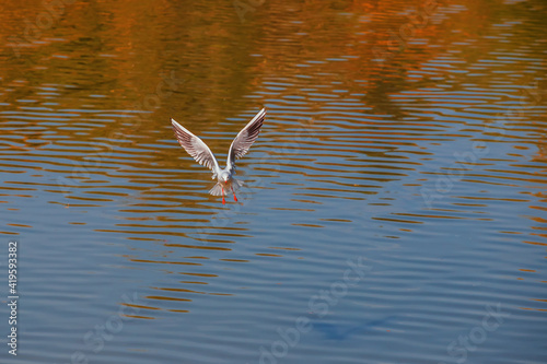 A seagull flies over the surface of the pond. A seagull fluttering its wings. Front view of a seagull in flight.