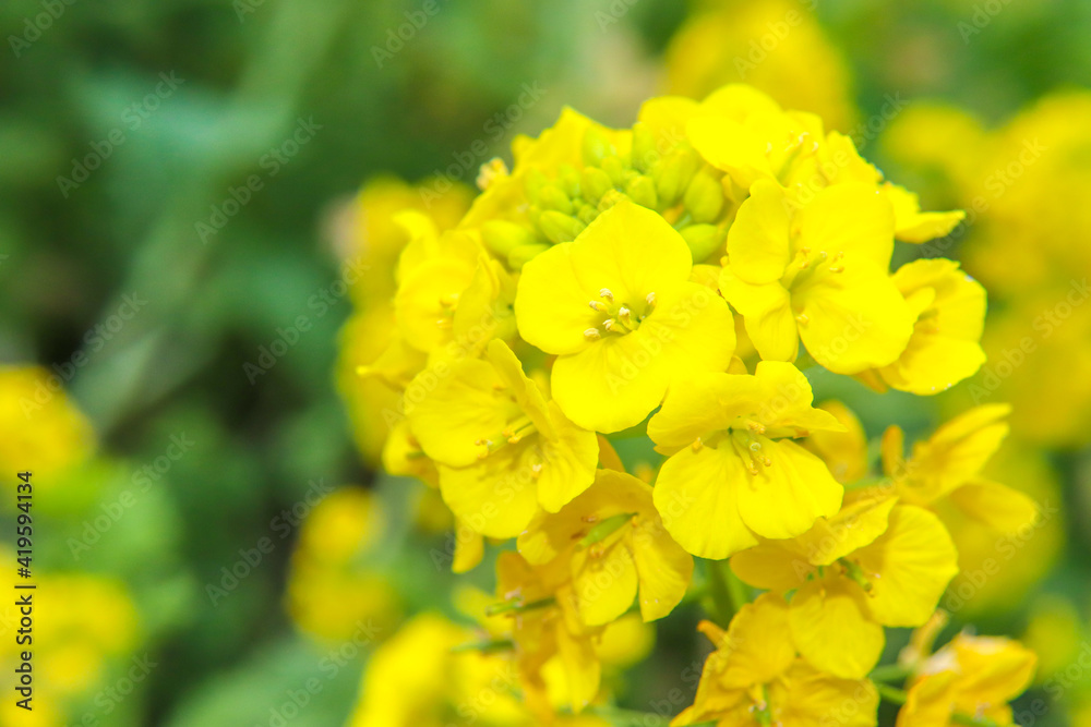 菜の花 花畑 菜花 黄色 春 満開 花 鮮やか 可憐 パステル 美しい きれい かわいい 菜の花 花畑 菜花 黄色 春 満開 花 鮮やか 可憐 パステル 美しい きれい かわいい