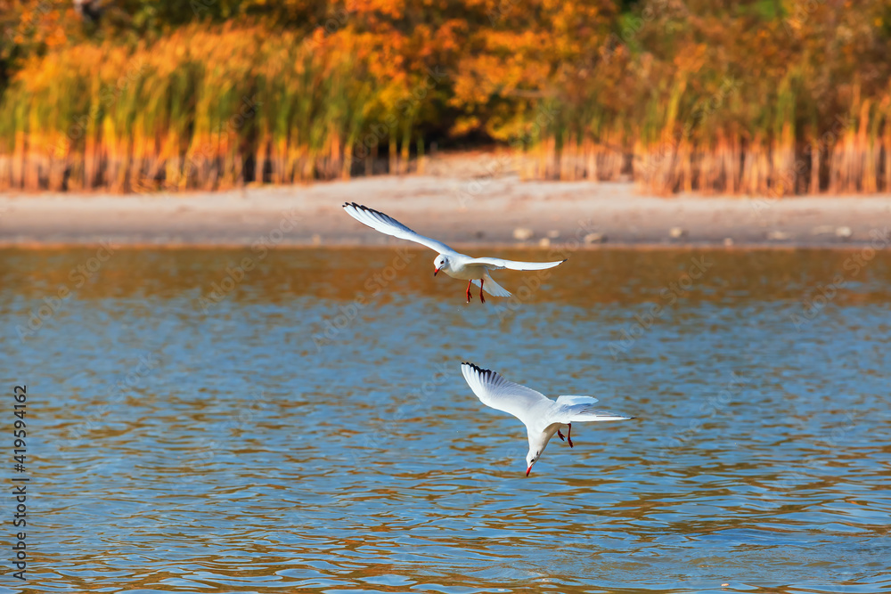 Two seagulls fly over the surface of the pond. A seagull fluttering its wings.