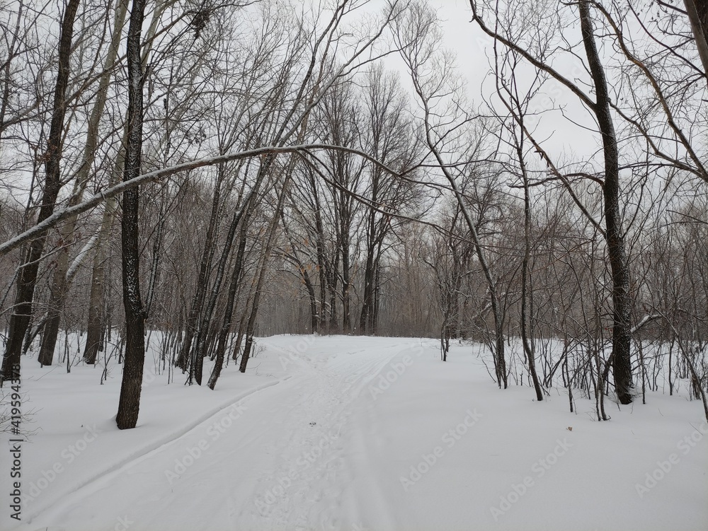 Walk in the winter forest during a snowfall