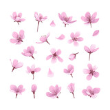 Pink cherry blossom flowers isolated on white background. Gentle spring blooming flowers collection for your design.