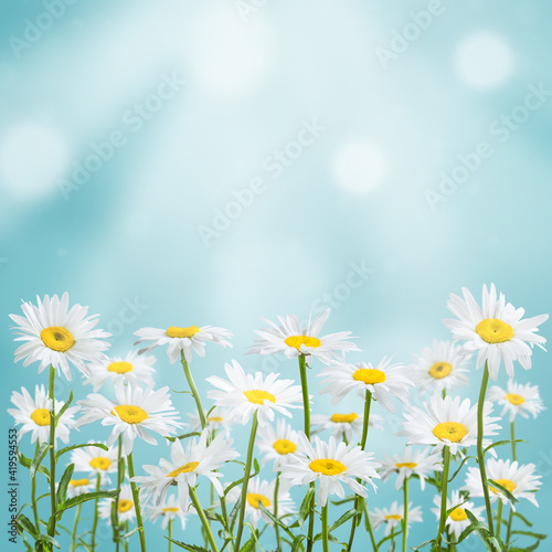 Spring card with chamomile flowers