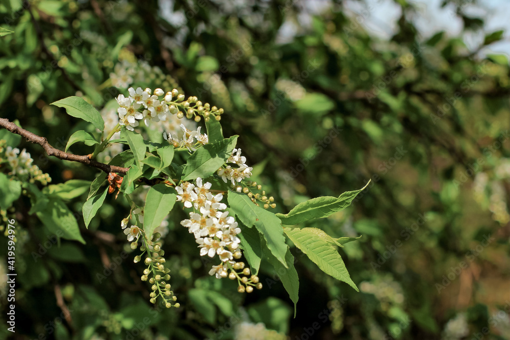 Beautiful bird cherry tree in blossom in sunlight. White little flowers. Spring blooming floral background. Selective focus. Beautiful bird cherry tree in blossom in sunlight. White little flowers. Spring blooming floral background. Selective focus.