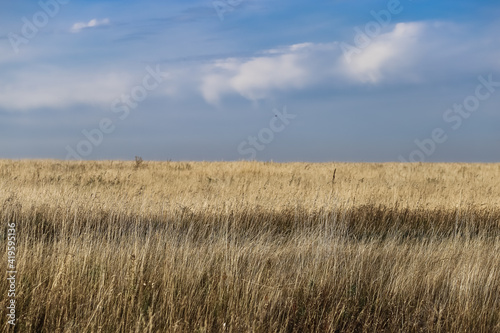 Countryside natural beauty forest field