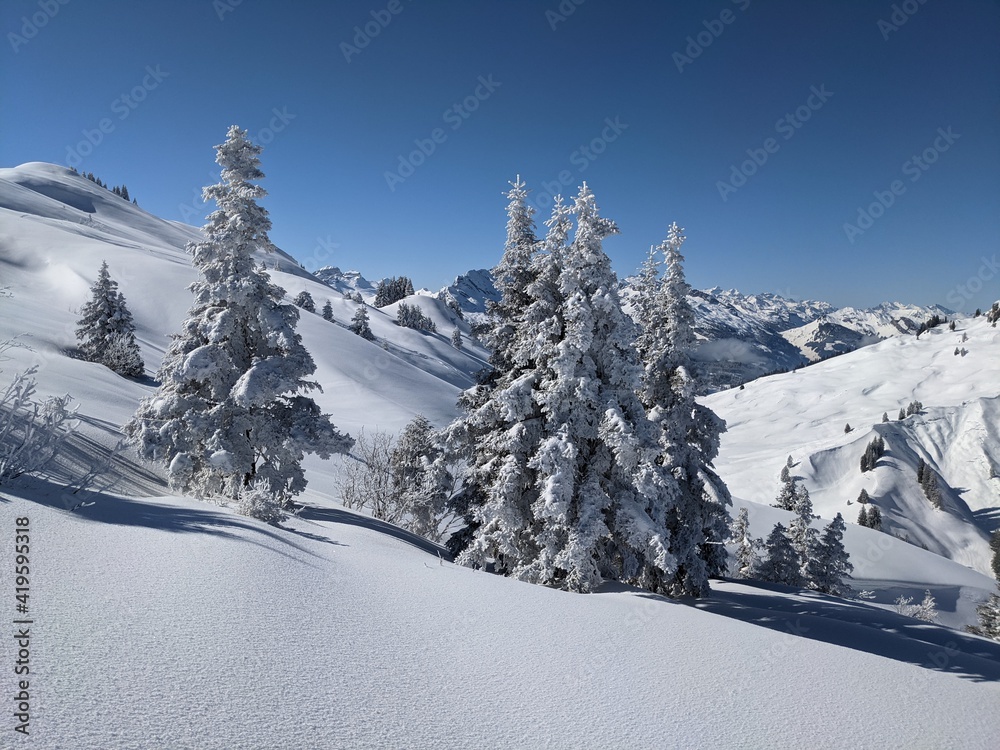  freshly snow-covered trees in a beautiful winter landscape with mountains in the background. Picture in Glarus, winter landscape in the forest