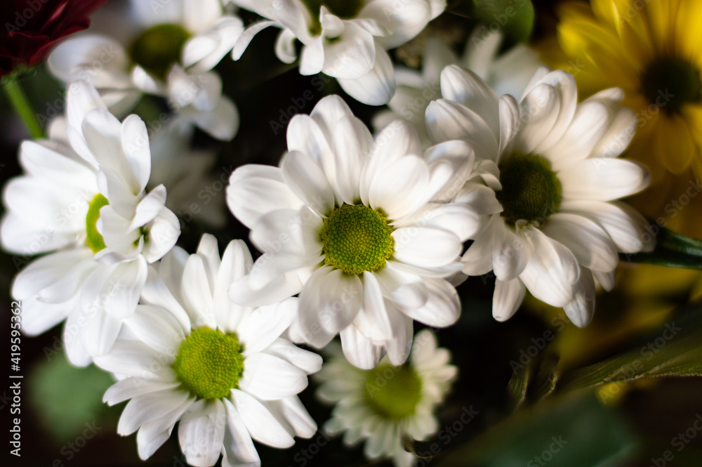 Obraz premium Close-up of white daisies with great detail and green center. Daisies wallpaper. Spring flora