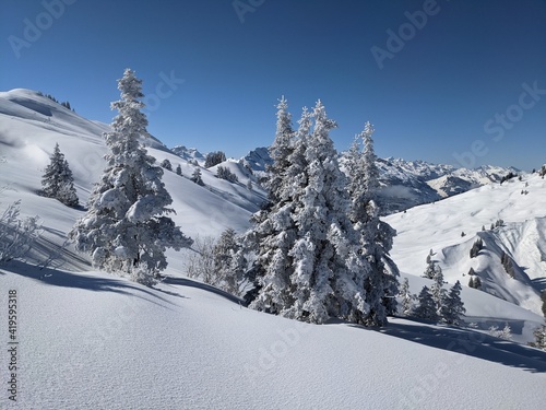  freshly snow-covered trees in a beautiful winter landscape with mountains in the background. Picture in Glarus, winter landscape in the forest © SimonMichael
