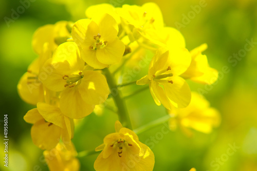 菜の花 菜花 黄色 春 満開 花 鮮やか パステル きれい 美しい 満開 穏やか