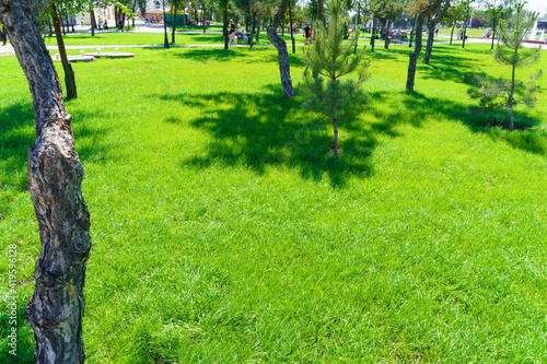 bright green grass background in a city park on a sunny day, tree shadows on the lawn