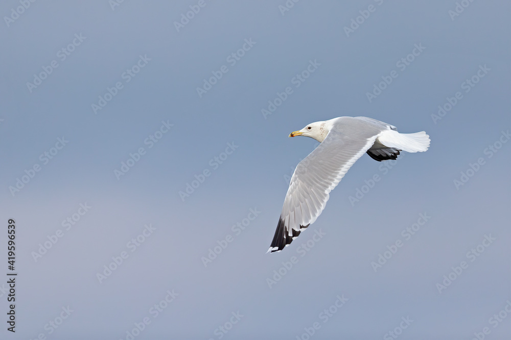 A Caspian gull (Larus cachinnans) in flight at a lake in the city of Berlin A Caspian gull (Larus cachinnans) in flight at a lake in the city of Berlin