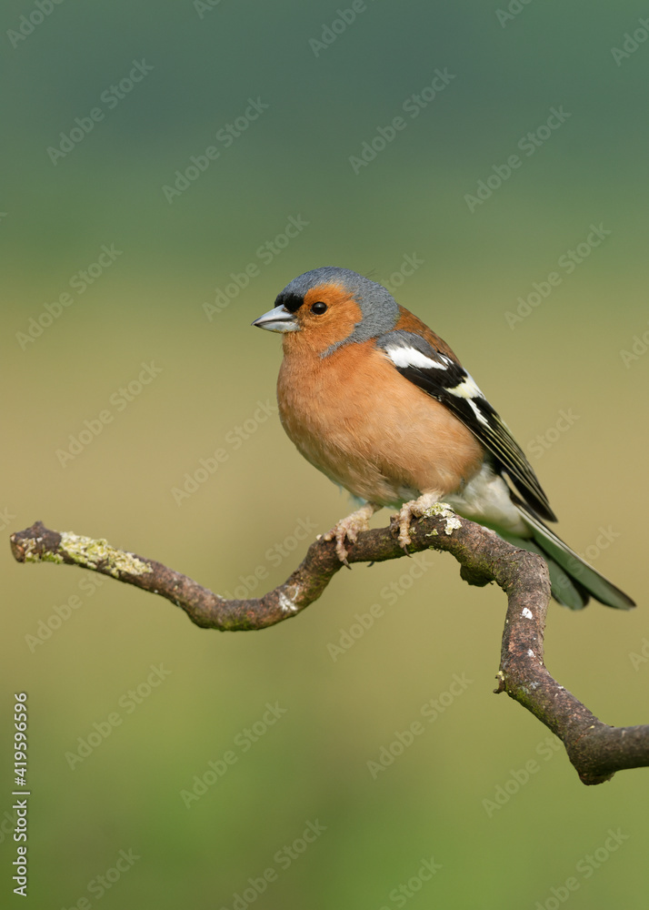chaffinch perched on a curly branch chaffinch perched on a curly branch