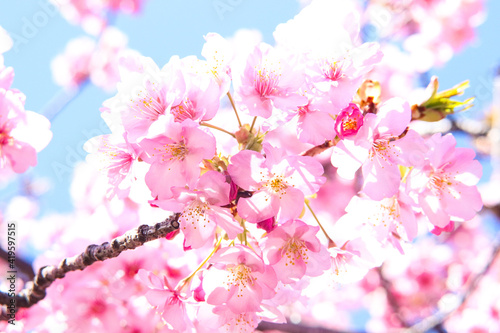 さくら 桜 サクラ 美しい 満開 花見 ピンク きれい 優美 可憐 入学 卒業 新生活