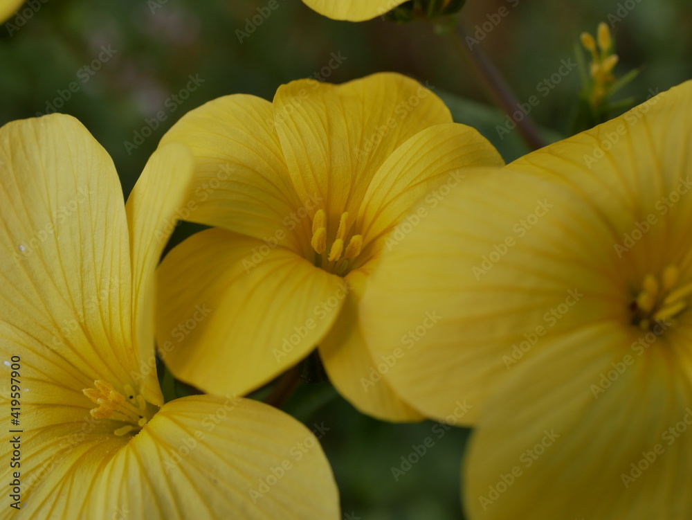 Fototapeta premium Large yellow flowers on a meadow on a sunny spring day. Fragrant flower with five petals in natural conditions