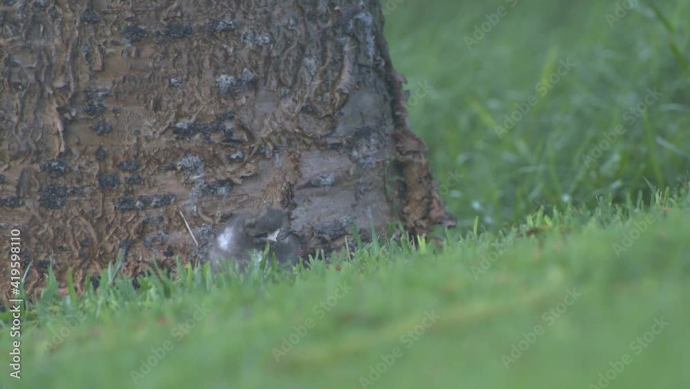 Fluffy White Tern chick that has fallen off a tree branch huddles close to the base of a pine tree on Lord Howe Island Australia Fluffy White Tern chick that has fallen off a tree branch huddles close to the base of a pine tree on Lord Howe Island Australia