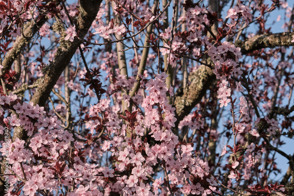 Blossoming cherry plum pink flowers Blossoming cherry plum pink flowers