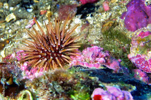 Sea Urchin, Paracentrotus lividus, Cabo Cope-Puntas del Calnegre Natural Park, Mediterranean Sea, Murcia, Spain, Europe