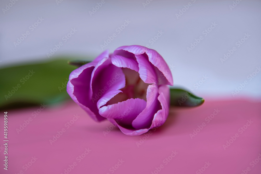 delicate tulip bud on a pink background delicate tulip bud on a pink background