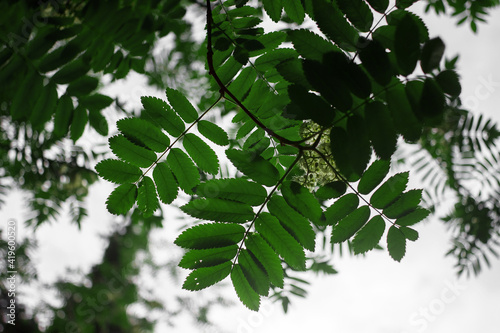 Green leaf of tree