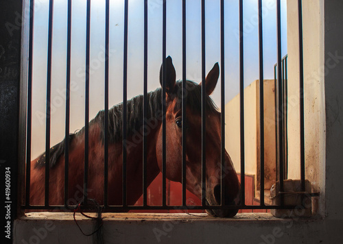 Horse in the stable
