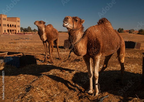 Desert Camel resting after a tour, Morocco Desert.