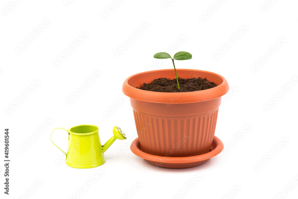 lemon tree sprout in pot with watering can. Watering young seedling at home. Gardening and ecology concept. lemon tree sprout in pot with watering can. Watering young seedling at home. Gardening and ecology concept.