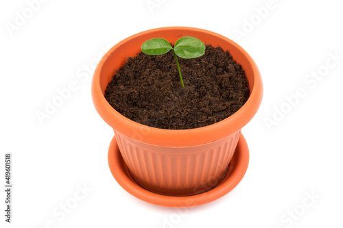 Young plant in small flowerpot. Growing seedlings.Gardening and ecology concept.
