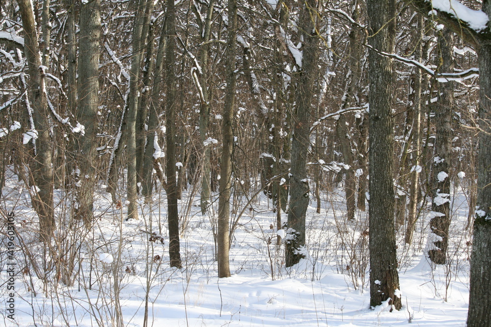 Winterwald - Eichen im Schnee Winterwald - Eichen im Schnee