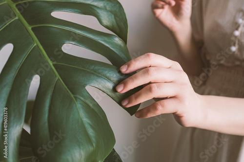 Close-up of woman's hand in silk dress touching leaves Monstera deliciosa or Swiss cheese plant. Stylish and minimalistic urban jungle interior. Houseplant care concept.