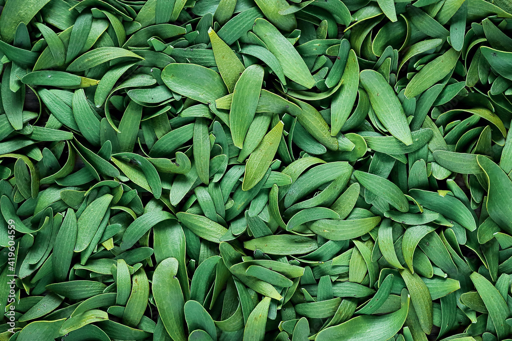 green leaf background, flat layout green mistletoe leaves