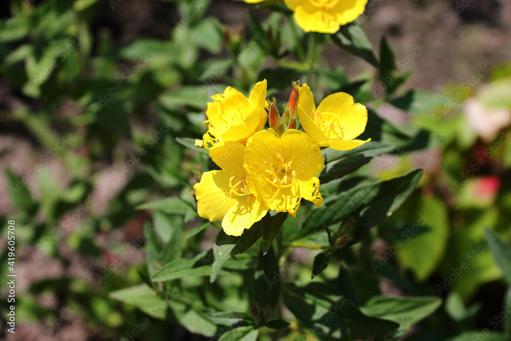 Blooming primrose in bright sunlight Blooming primrose in bright sunlight