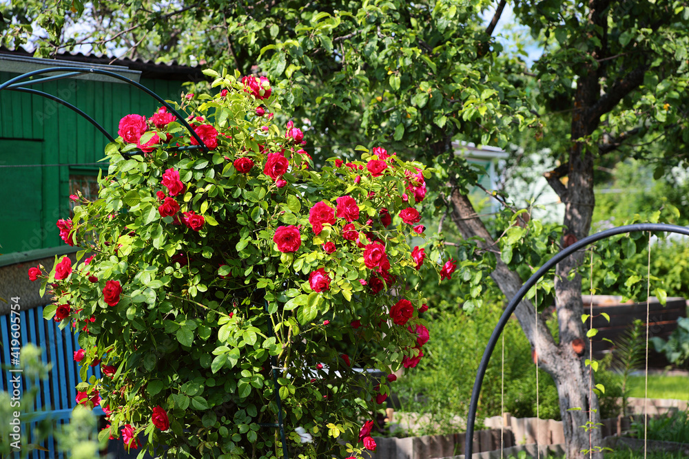 A blooming rose bush growing in the garden