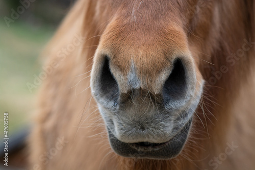 Nüstern / Maul (Pferd, Pony, Isländer) © Petra Fischer