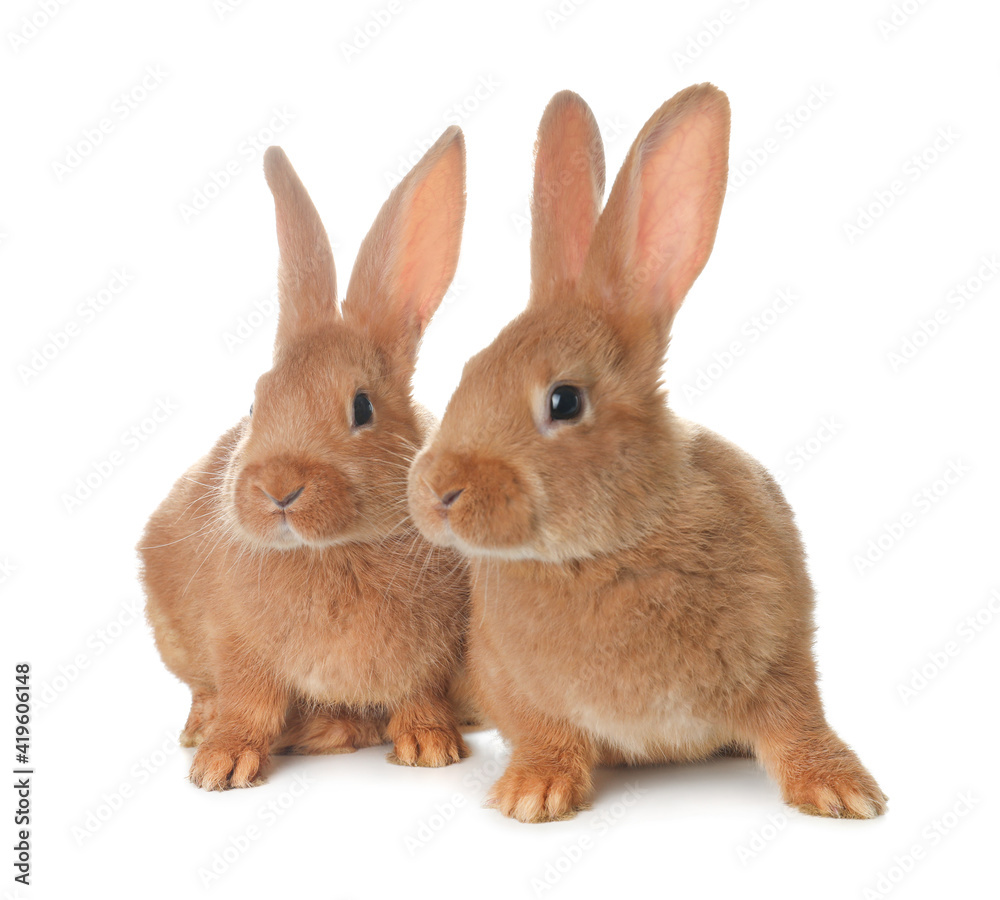 Obraz premium Cute bunnies isolated on white. Easter symbol